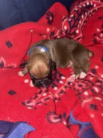 Apollo, a male Boxer for sale in Clayton, DE – Photo 4 of 5