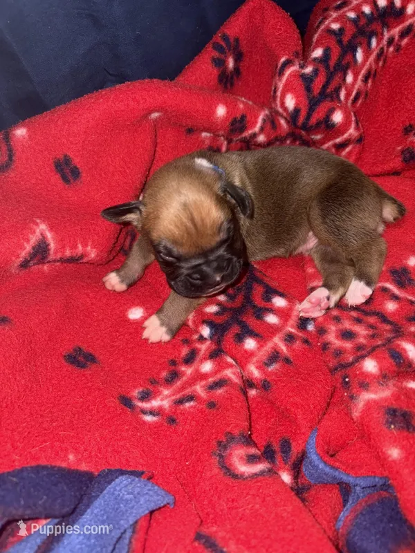 Apollo, a male Boxer for sale in Clayton, DE – Photo 1 of 5