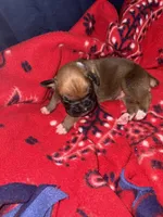 Apollo, a male Boxer for sale in Clayton, DE – Photo 1 of 5