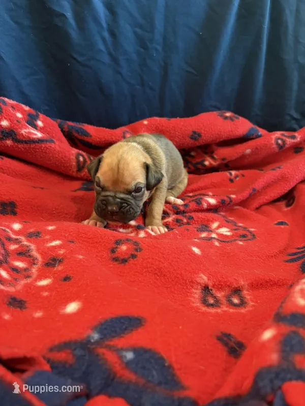 Apollo – Boxer puppy for sale in Clayton, DE