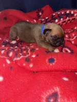 Apollo, a male Boxer for sale in Clayton, DE – Photo 3 of 5