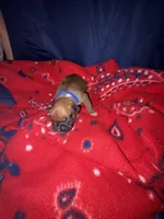 Apollo, a male Boxer for sale in Clayton, DE – Photo 2 of 5