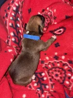 Apollo, a male Boxer for sale in Clayton, DE – Photo 5 of 5