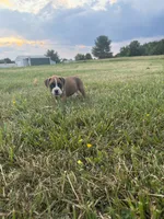 Aurora, a female Boxer for sale in Clayton, DE – 5 of 10