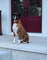 Ellie, a female Boxer for sale in Clayton, DE – 8 of 10