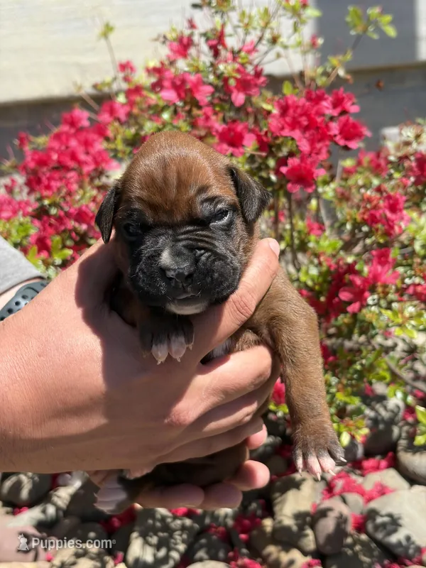 Ariel – Boxer puppy for sale in Clayton, DE