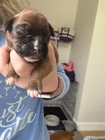 Ariel, a female Boxer for sale in Clayton, DE – Photo 2 of 4