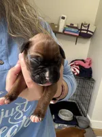 Ariel, a female Boxer for sale in Clayton, DE – Photo 3 of 4