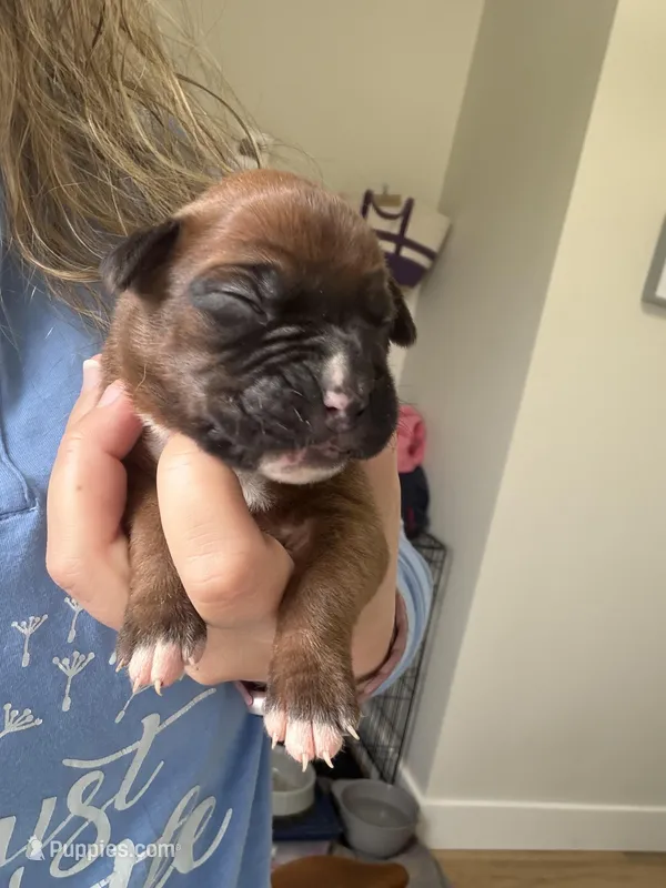 Ariel – Boxer puppy for sale in Clayton, DE