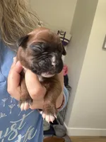 Ariel, a female Boxer for sale in Clayton, DE – Photo 1 of 4