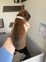 Ariel, a female Boxer for sale in Clayton, DE – Photo 4 of 4