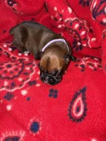 Moana, a female Boxer for sale in Clayton, DE – Photo 2 of 4