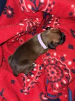 Moana, a female Boxer for sale in Clayton, DE – Photo 4 of 4