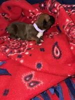 Moana, a female Boxer for sale in Clayton, DE – Photo 3 of 4