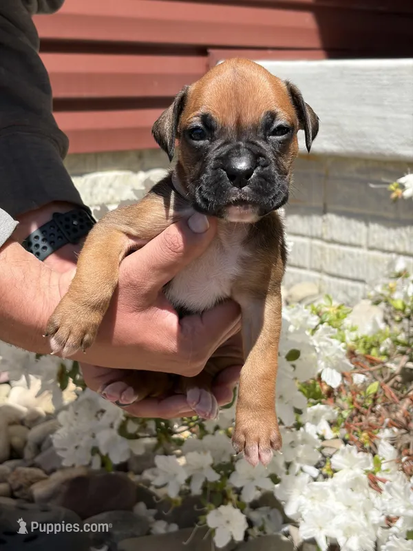 Moana – Boxer puppy for sale in Clayton, DE