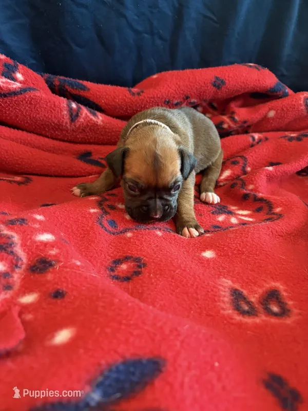 Moana – Boxer puppy for sale in Clayton, DE