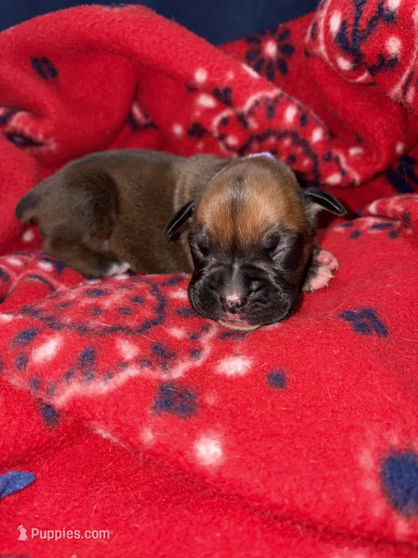 Moana – Boxer puppy for sale in Clayton, DE