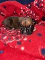 Moana, a female Boxer for sale in Clayton, DE – Photo 1 of 4