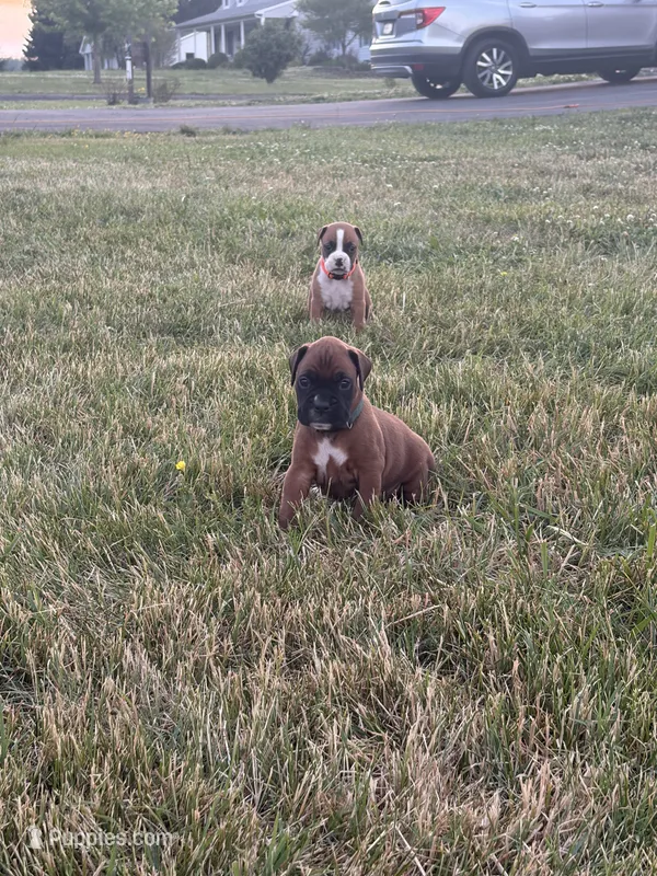 Apollo – Boxer puppy for sale in Clayton, DE