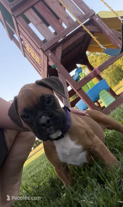 Moana – Boxer puppy for sale in Clayton, DE