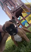 Moana, a female Boxer for sale in Clayton, DE – 1 of 10