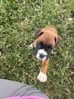 Tiana, a female Boxer for sale in Clayton, DE – 5 of 9
