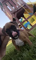 Moana, a female Boxer for sale in Clayton, DE – 2 of 10