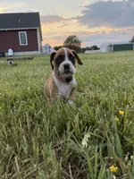 Aurora, a female Boxer for sale in Clayton, DE – 4 of 10