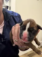 Thor, a male Boxer for sale in Clayton, DE – Photo 1 of 3