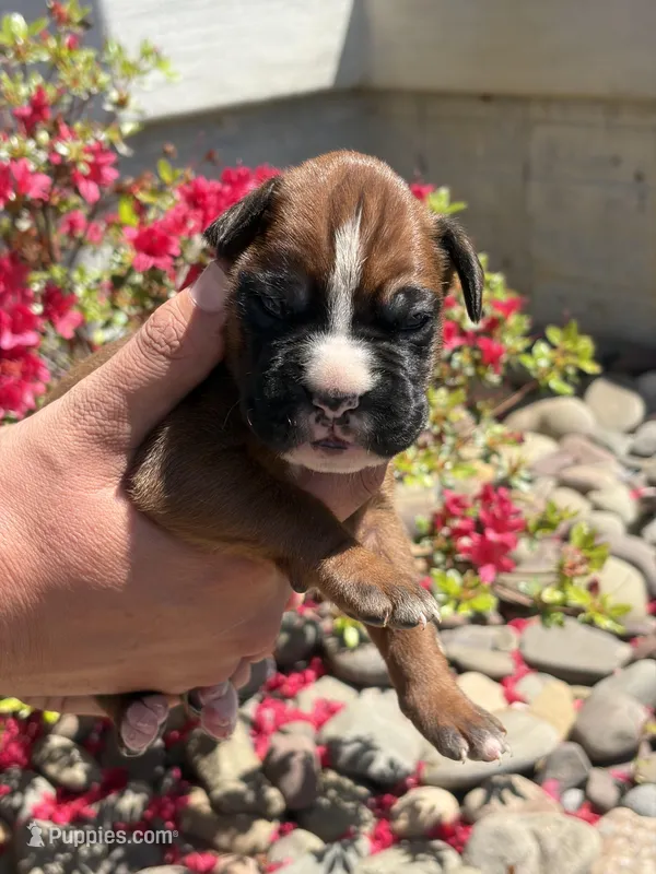Thor – Boxer puppy for sale in Clayton, DE