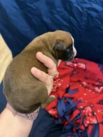 Thor, a male Boxer for sale in Clayton, DE – Photo 2 of 3