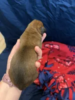 Thor, a male Boxer for sale in Clayton, DE – Photo 3 of 3