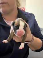 Rapunzel, a female Boxer for sale in Clayton, DE – Photo 2 of 3