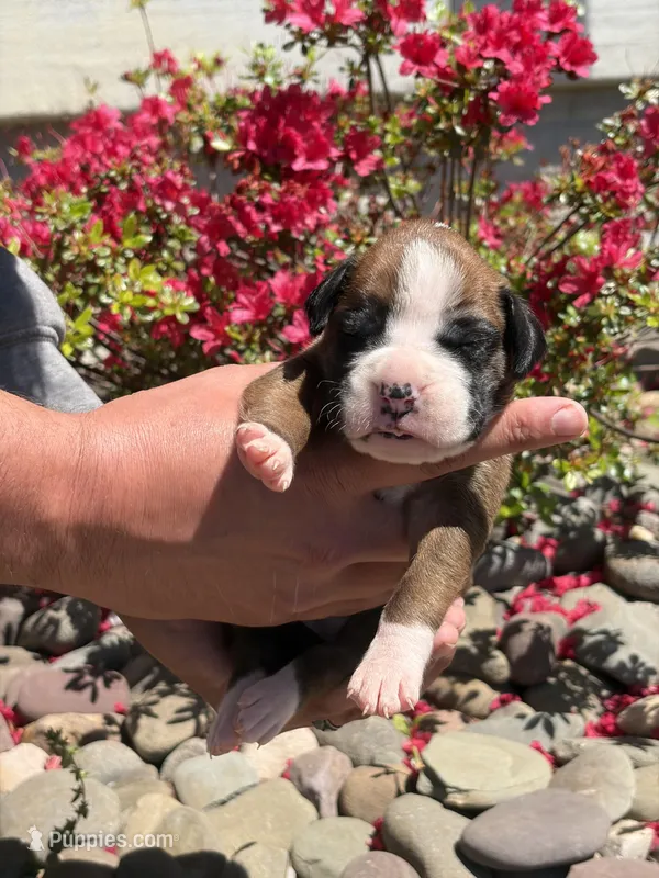 Rapunzel – Boxer puppy for sale in Clayton, DE