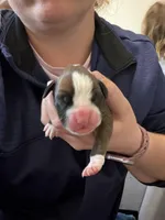 Rapunzel, a female Boxer for sale in Clayton, DE – Photo 3 of 3