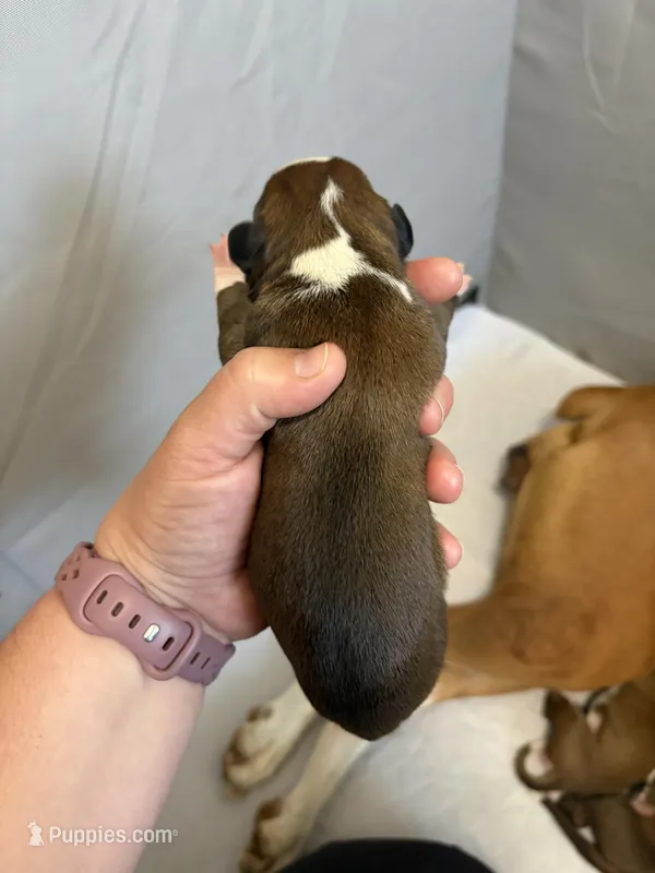 Rapunzel – Boxer puppy for sale in Clayton, DE