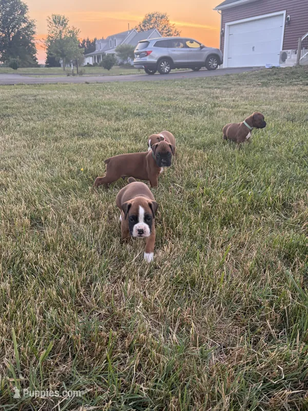 Rapunzel – Boxer puppy for sale in Clayton, DE