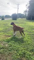 Ellie, a female Boxer for sale in Clayton, DE – 6 of 10