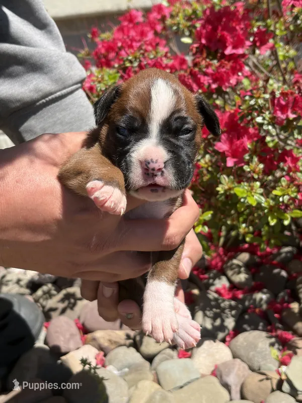 Anastasia – Boxer puppy for sale in Clayton, DE