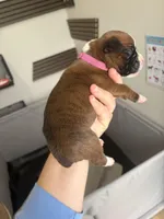 Anastasia, a female Boxer for sale in Clayton, DE – Photo 2 of 3