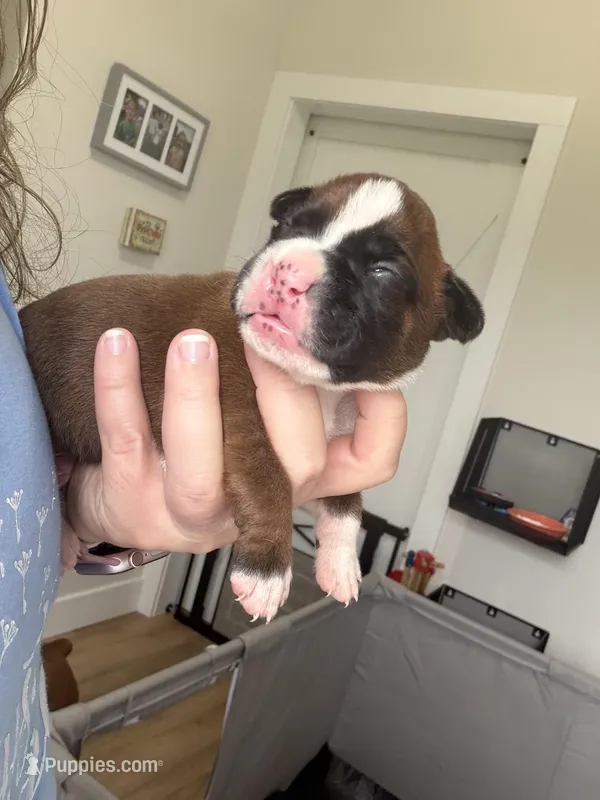 Anastasia – Boxer puppy for sale in Clayton, DE