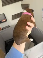 Anastasia, a female Boxer for sale in Clayton, DE – Photo 3 of 3