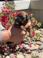 Apollo, a male Boxer for sale in Clayton, DE – Photo 3 of 8