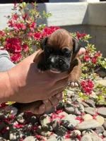 Apollo, a male Boxer for sale in Clayton, DE – Photo 2 of 8