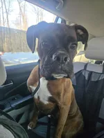 Apollo, a male Boxer for sale in Clayton, DE – Photo 8 of 8