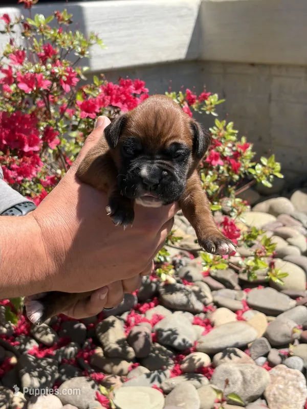 Zeus – Boxer puppy for sale in Clayton, DE