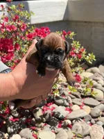 Apollo, a male Boxer for sale in Clayton, DE – Photo 1 of 8