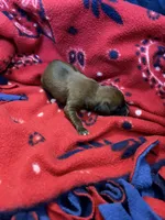 Zeus, a male Boxer for sale in Clayton, DE – Photo 3 of 3