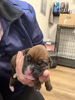 Zeus, a male Boxer for sale in Clayton, DE – Photo 2 of 3