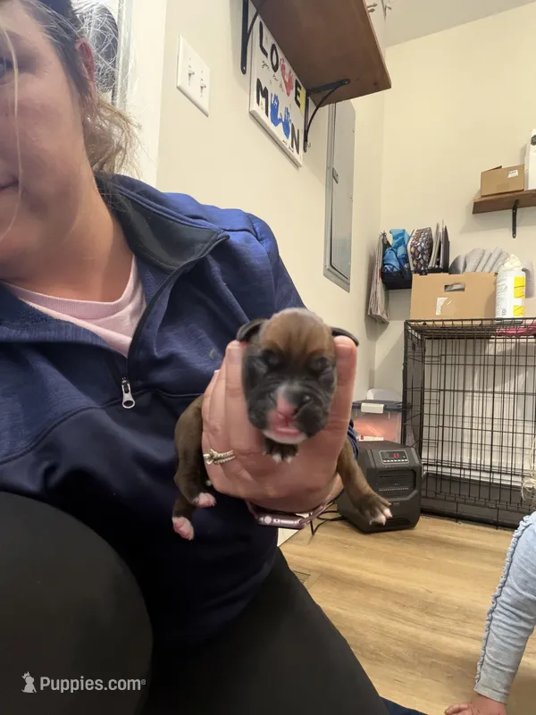 Zeus – Boxer puppy for sale in Clayton, DE